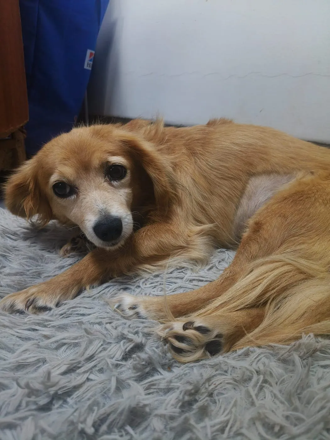 Niña, perro · hembra · 6 años aprox. · tamaño mediano
