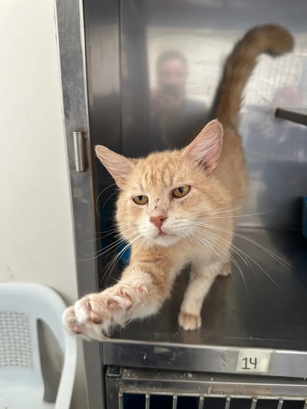 Boliqueso, gato · macho · 12 años aprox. · tamaño grande