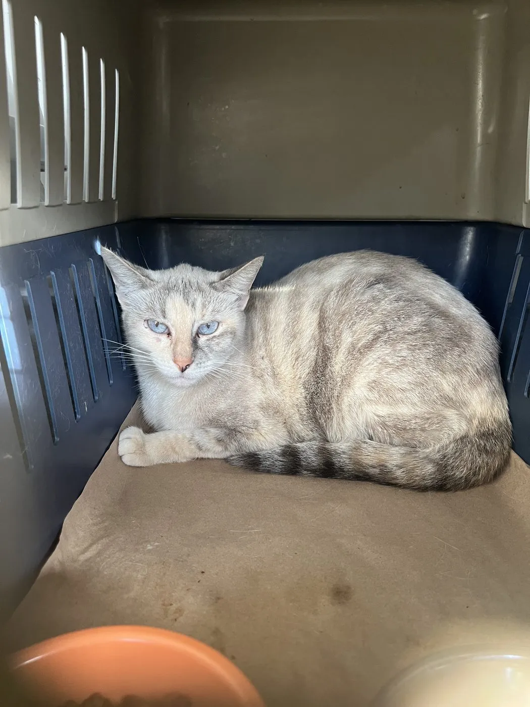 Almendra, gato · hembra · adulto · tamaño mediano