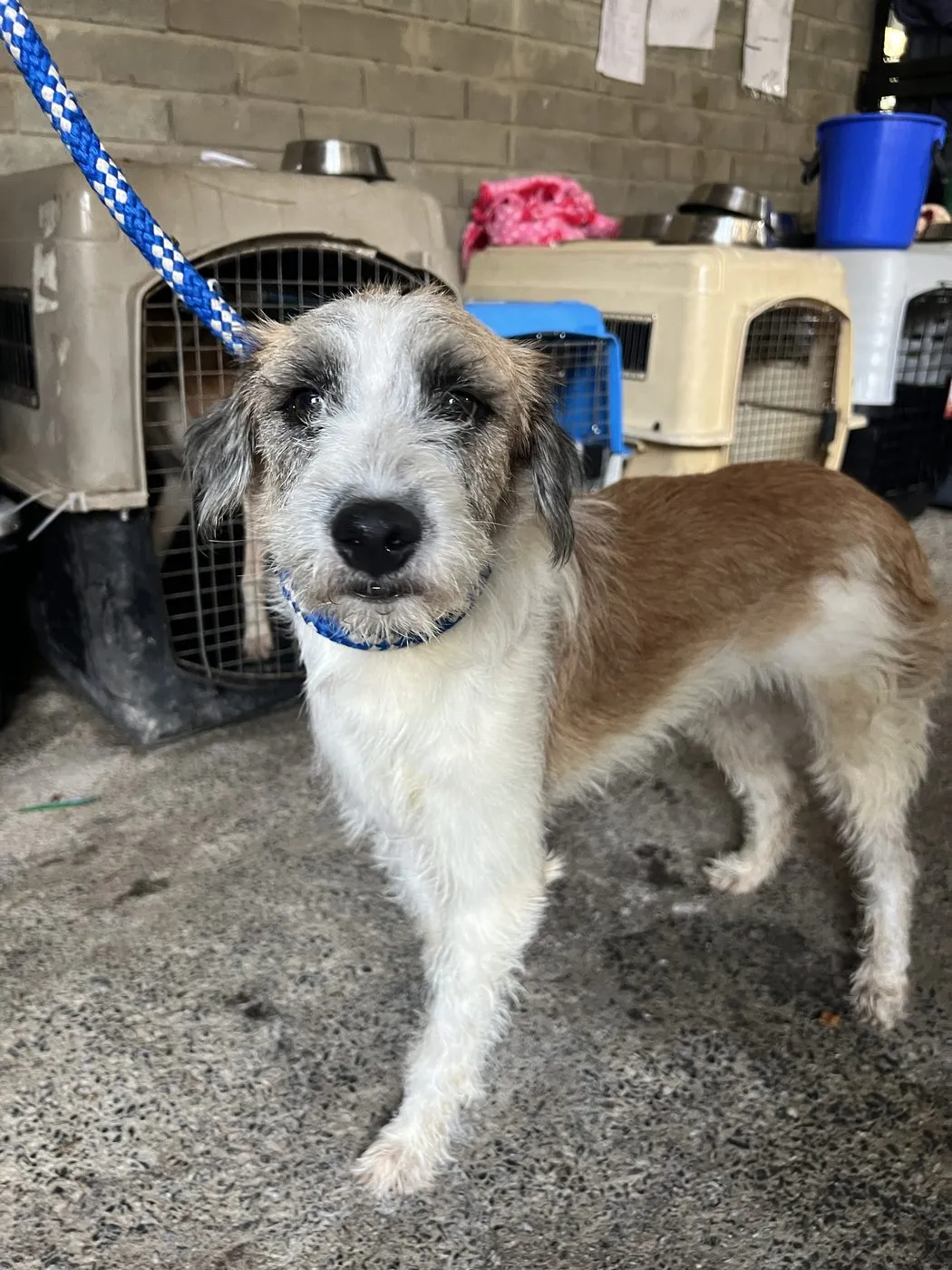 Rufo, perro · macho · 7 meses aprox. · tamaño grande