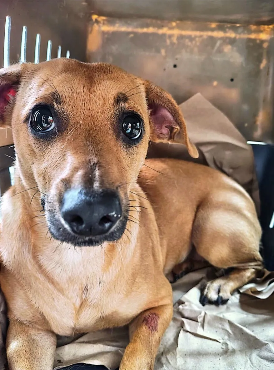 Mia, perro · hembra · adulto · tamaño mediano