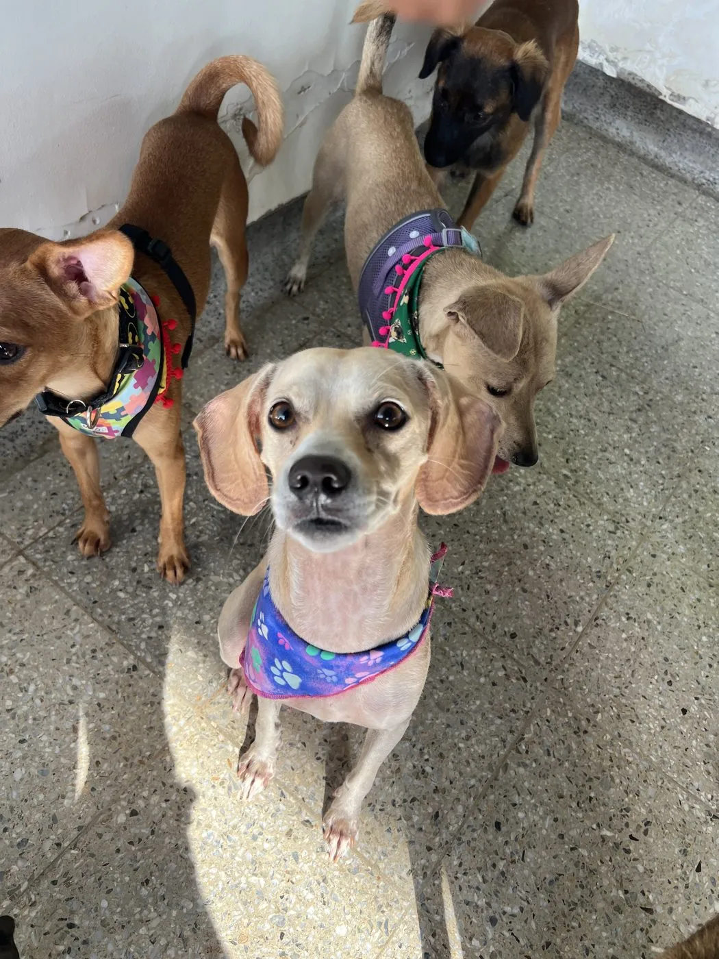 Lulu, perro · hembra · 3 años aprox. · tamaño mediano