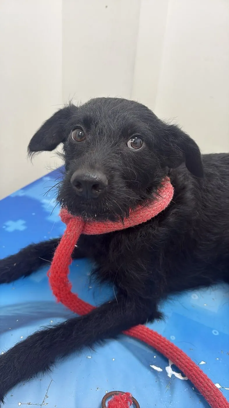 Tina, perro · hembra · adulto · tamaño mediano