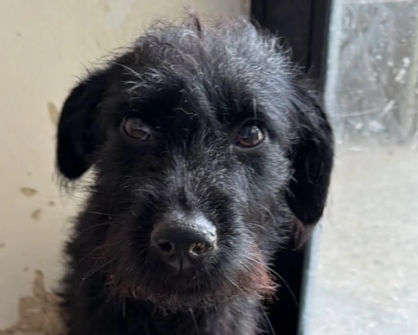 Tina, perro · hembra · adulto · tamaño mediano