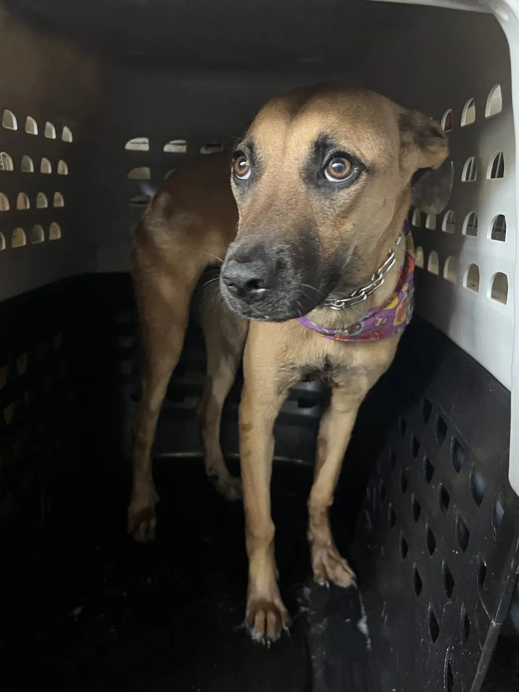Vainilla, perro · hembra · 7 meses aprox. · tamaño grande