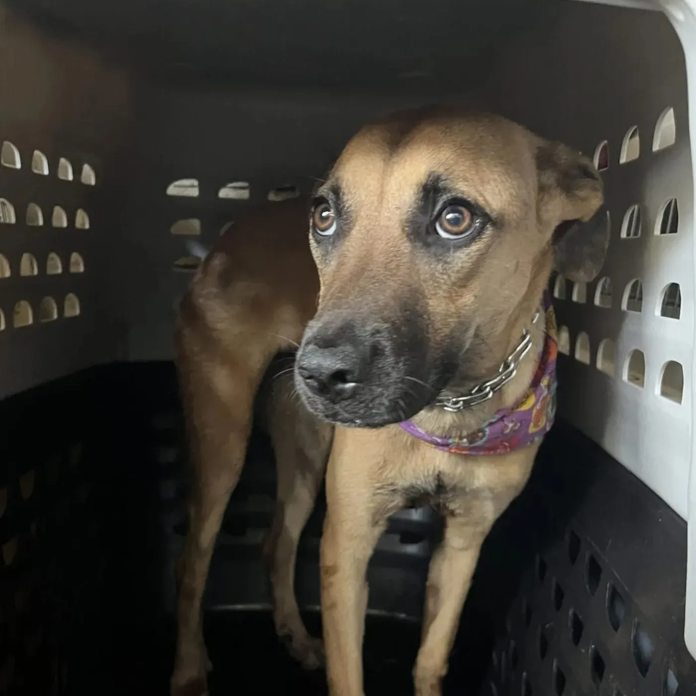 Vainilla, perro · hembra · 7 meses aprox. · tamaño grande