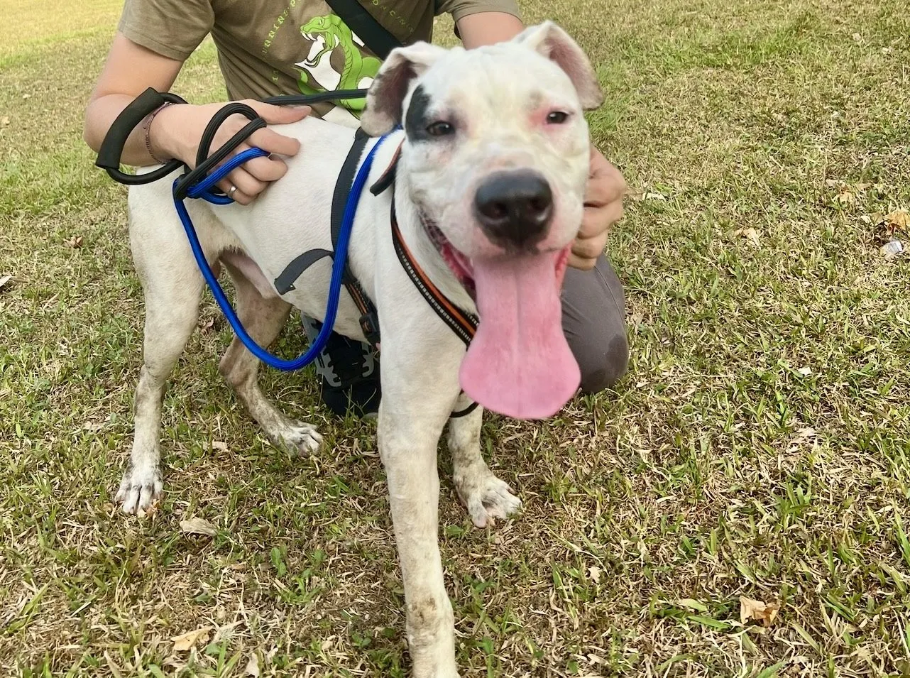 Brutus, perro · macho · 2 años aprox. · tamaño grande