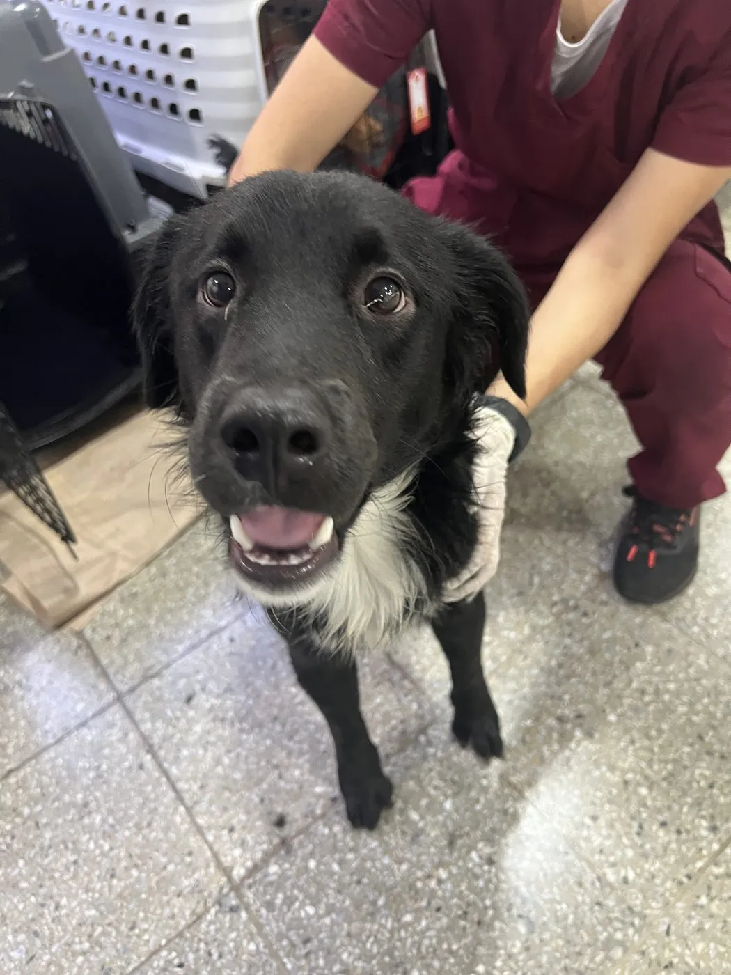 Oso, perro · macho · adulto · tamaño mediano