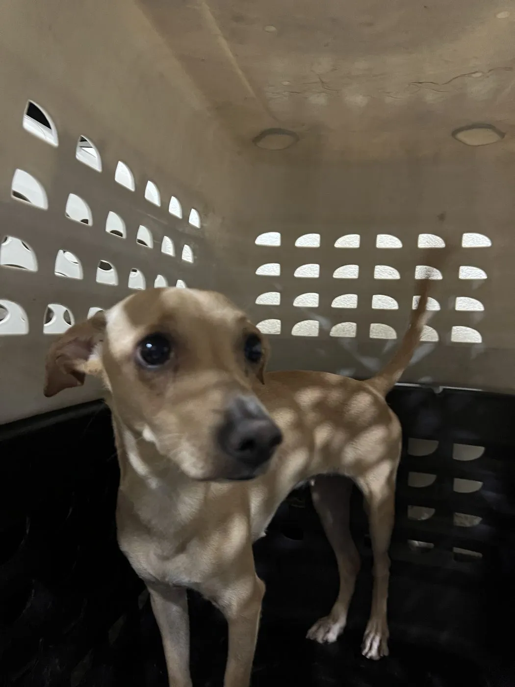 Frozen, perro · hembra · 9 meses aprox. · tamaño mediano