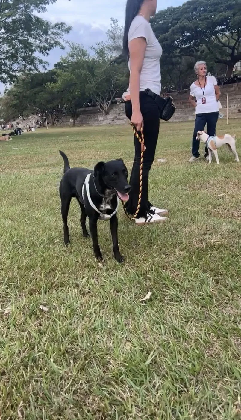 Rey, perro · macho · 9 años aprox. · tamaño grande