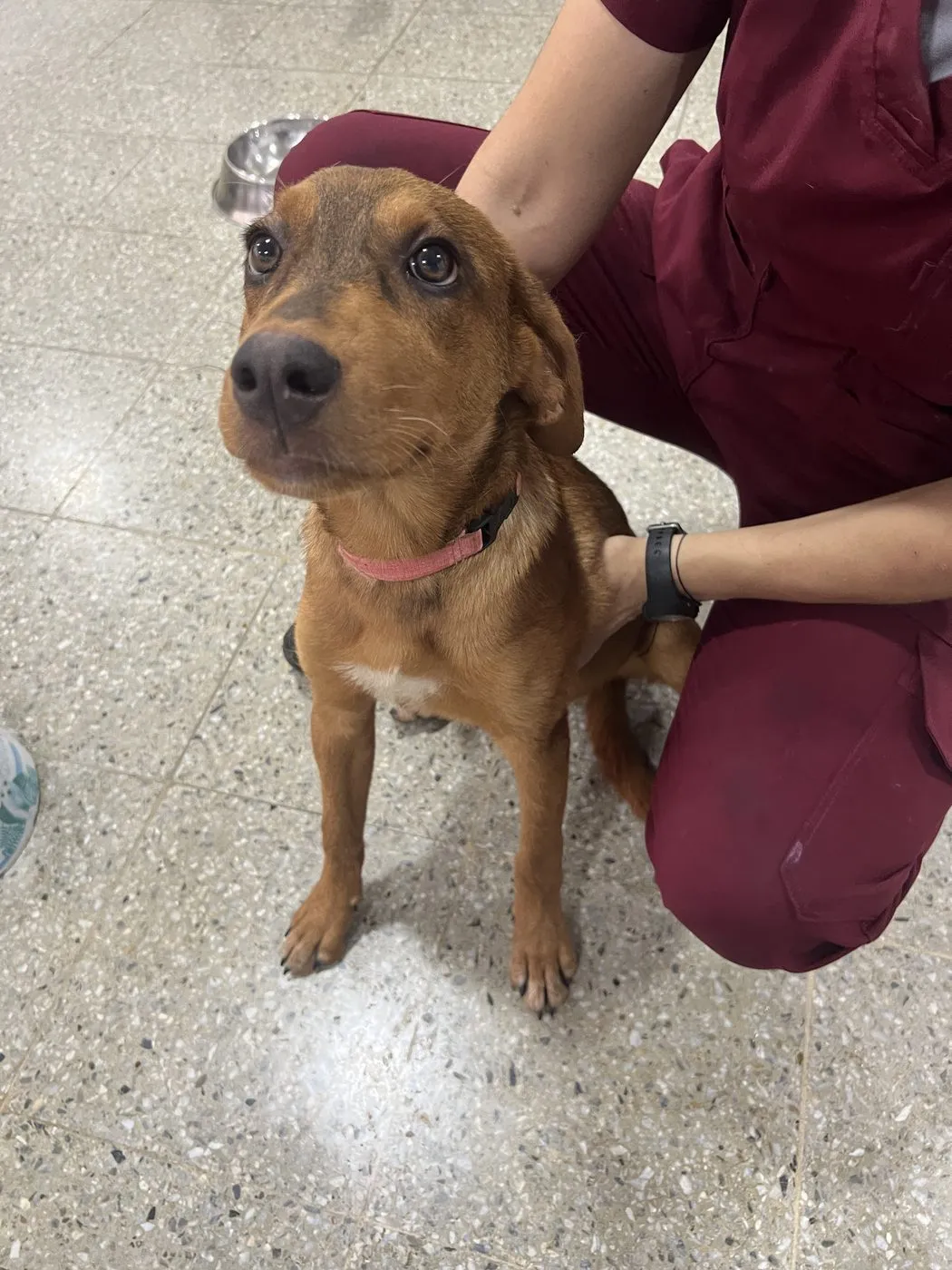 Chester, perro · macho · 6 meses aprox. · tamaño mediano