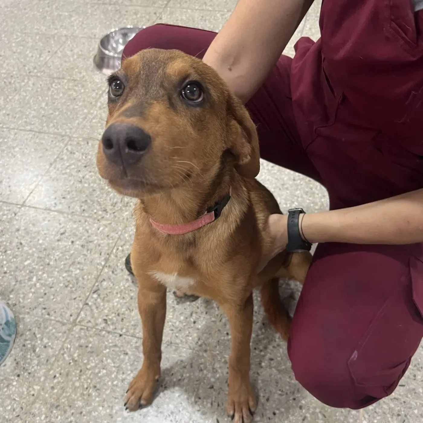 Chester, perro · macho · 6 meses aprox. · tamaño mediano
