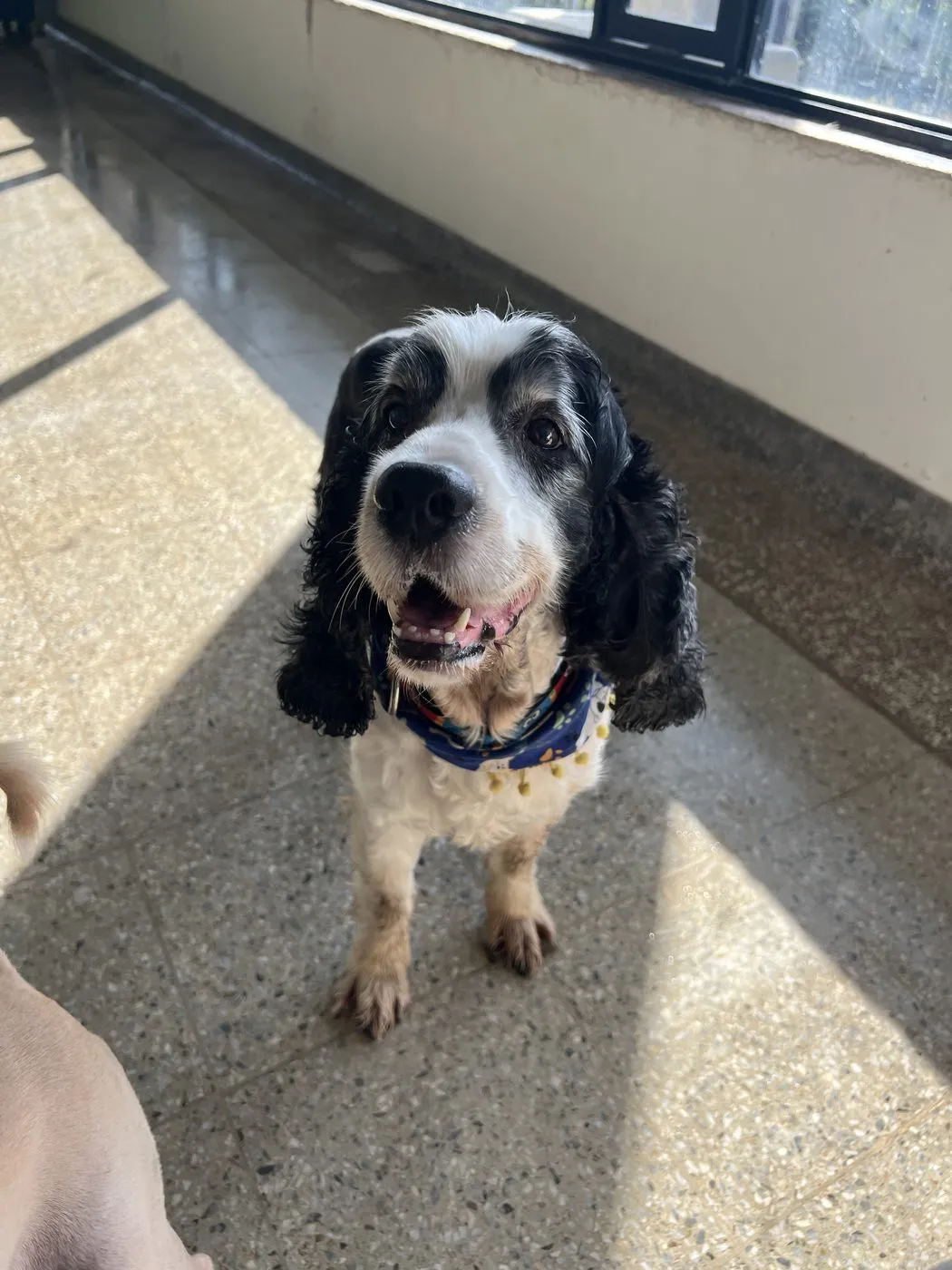 Emilio, perro · macho · 2 años aprox. · tamaño grande