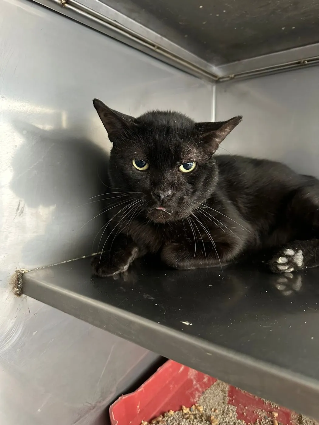 Negro, gato · macho · 2 años aprox.