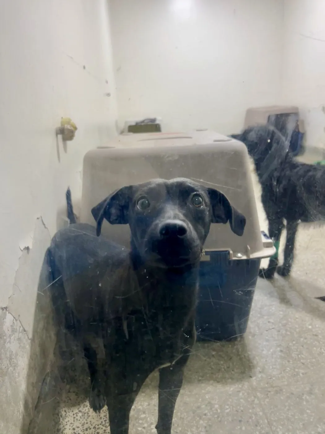 Takara, perro · hembra · adulto · tamaño pequeño