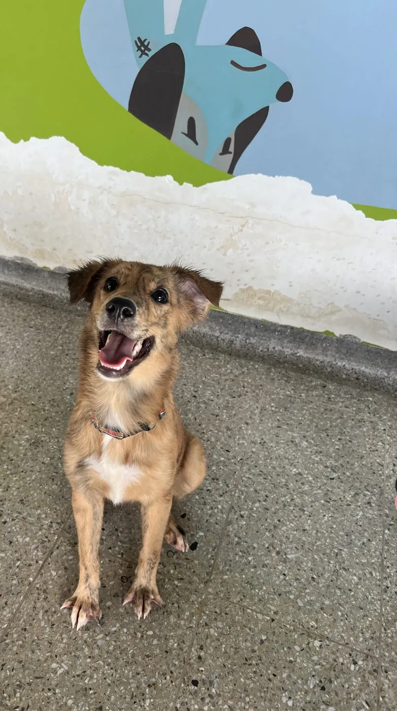 Olguita, perro · hembra · adulto · tamaño mediano