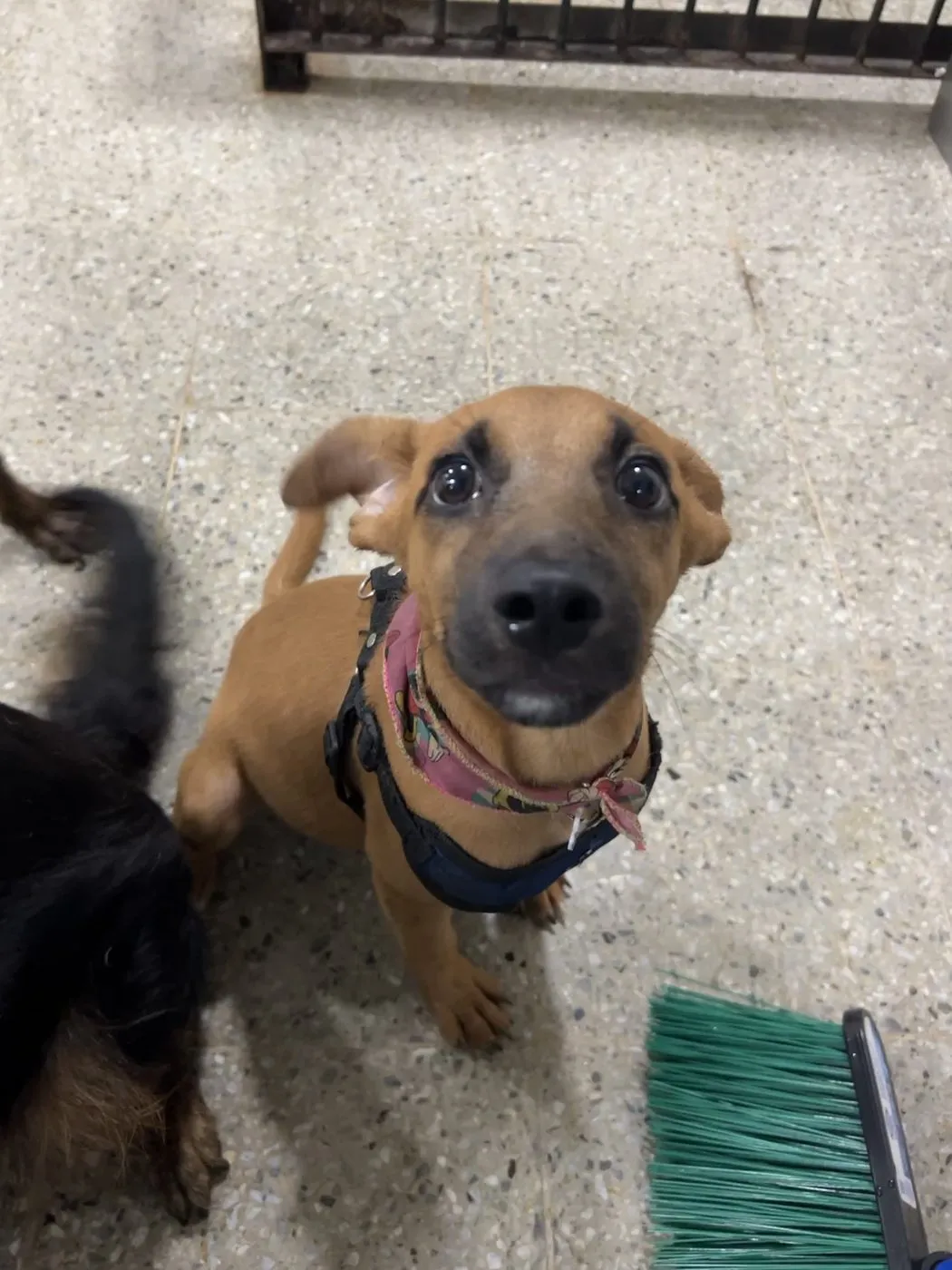 Sarita, perro · hembra · 3 meses aprox. · tamaño pequeño