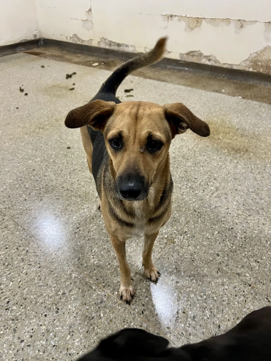 Dakota, perro · hembra · adulto · tamaño mediano