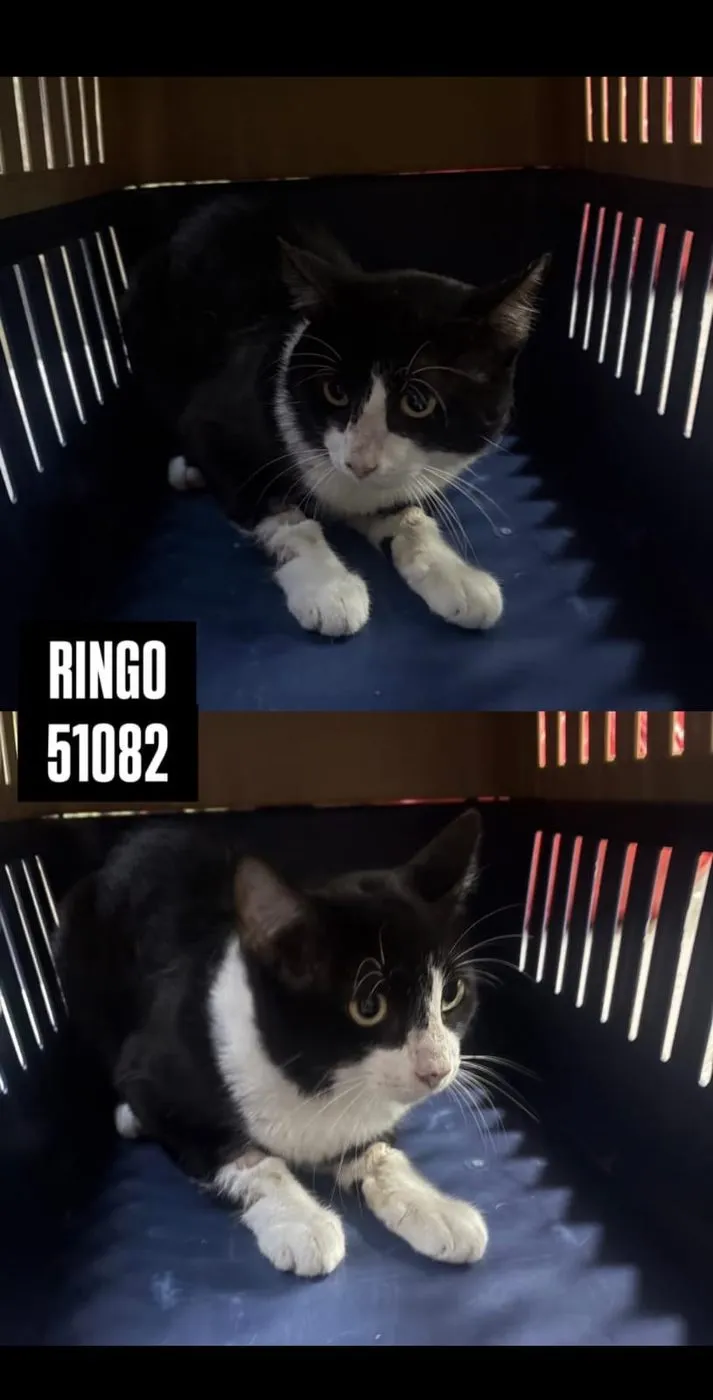 Animal sin ficha, historia clínica 51080