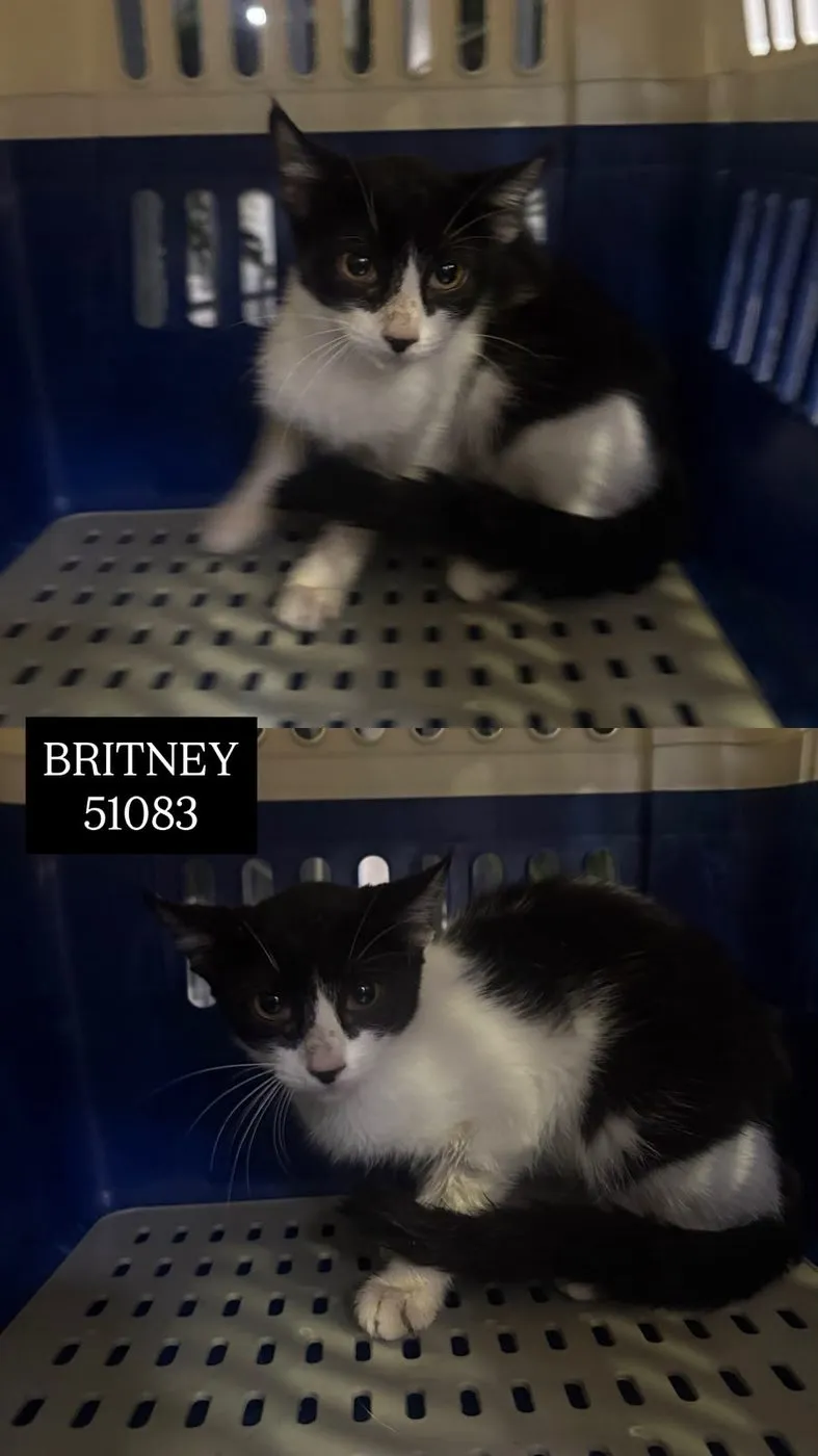 Britney, gato · hembra · adulto · tamaño pequeño