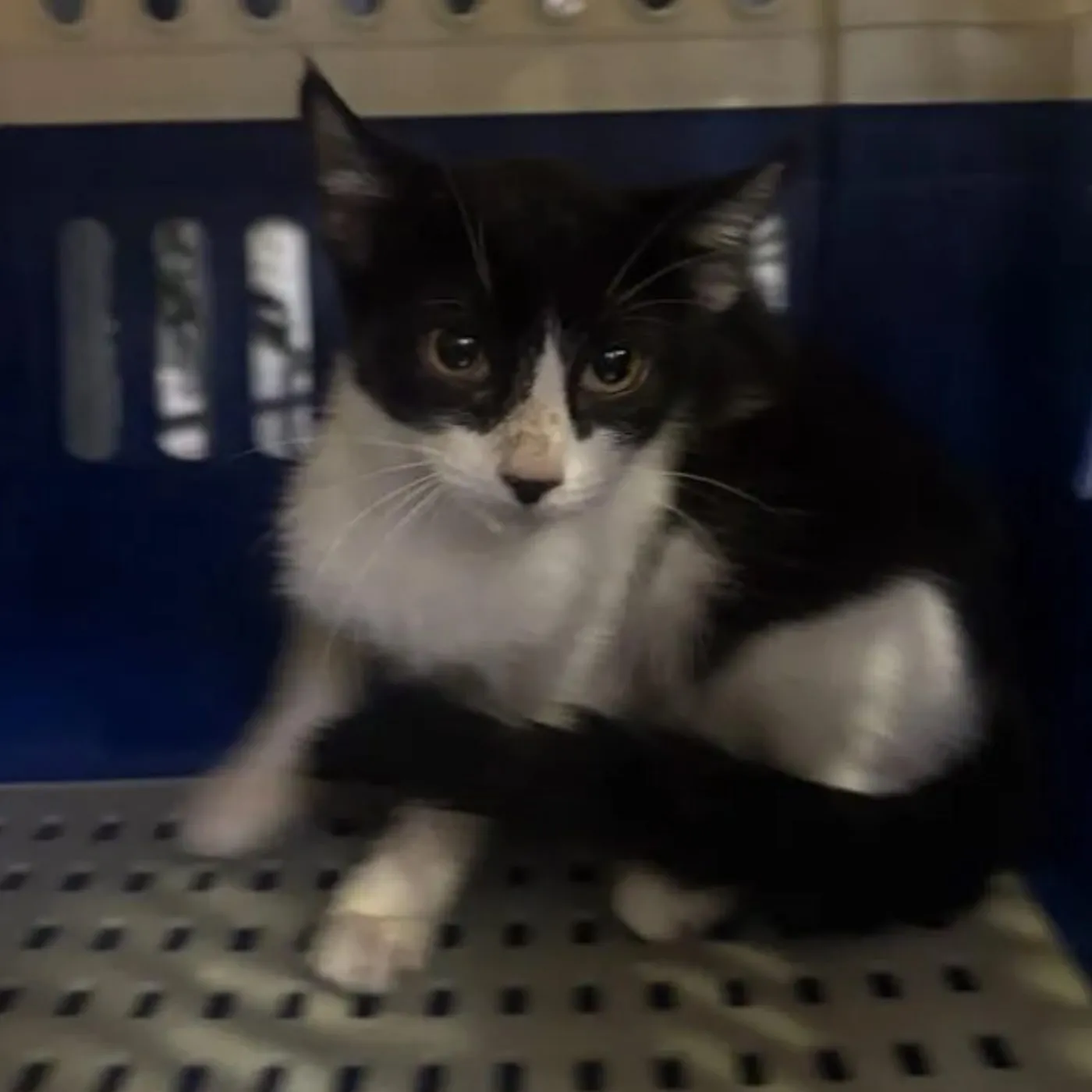 Britney, gato · hembra · adulto · tamaño pequeño