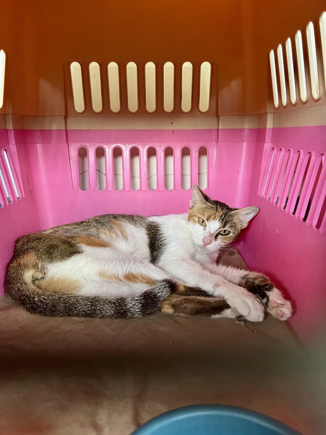Amy, gato · hembra · 2 años aprox. · tamaño mediano