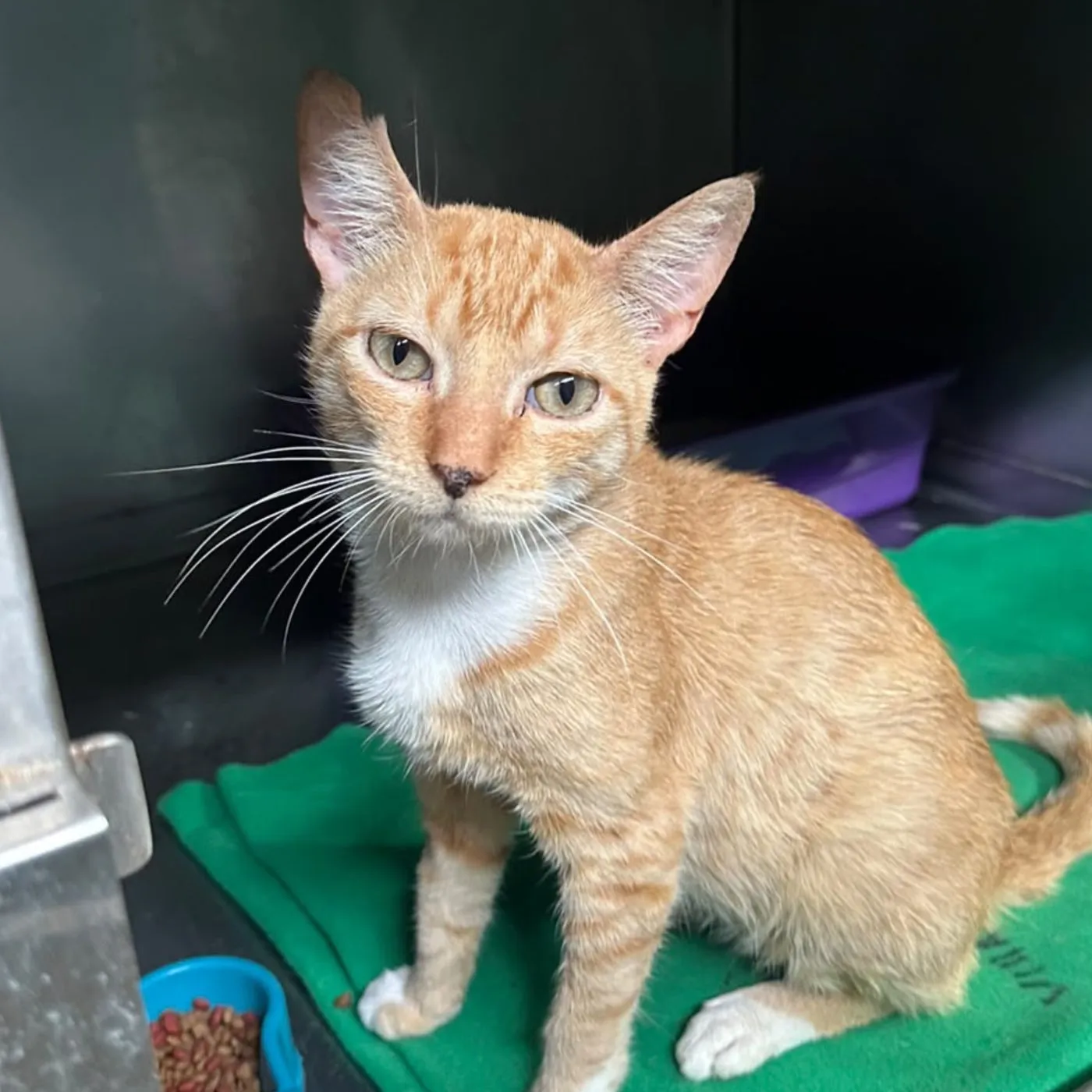 Tequilo, gato · macho · adulto · tamaño mediano