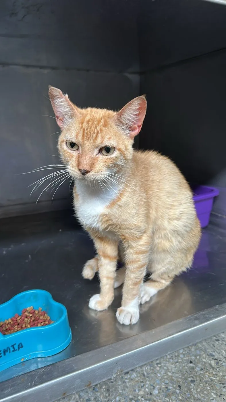 Tequilo, gato · macho · adulto · tamaño mediano
