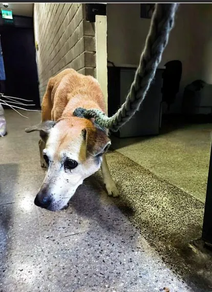 Churro, perro · macho · adulto · tamaño mediano