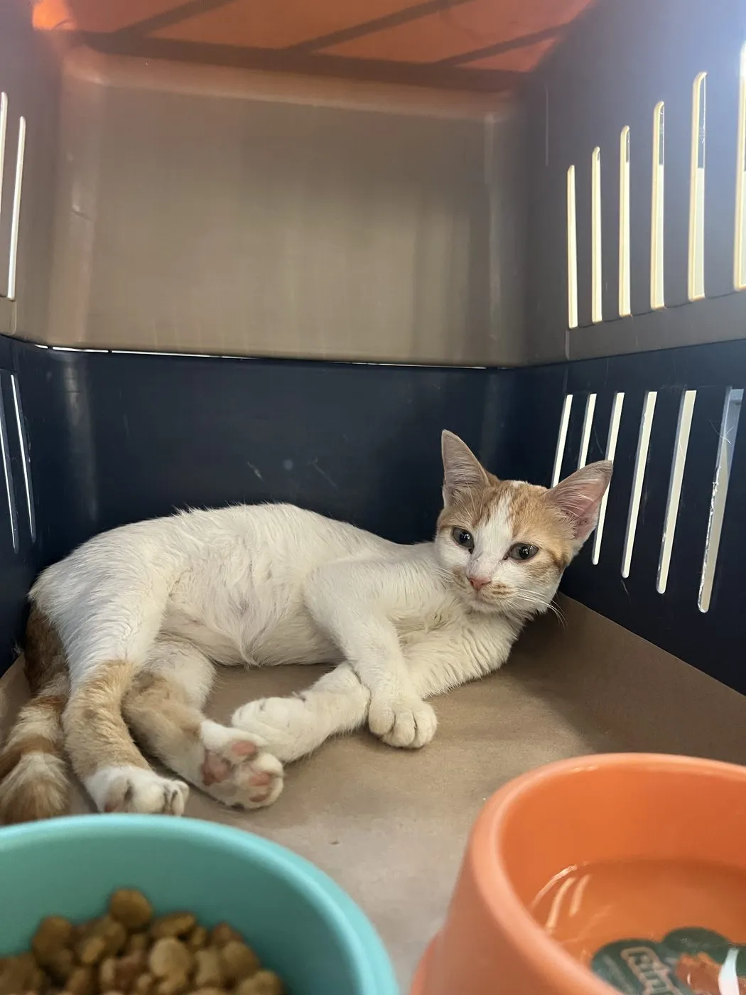 Cereza, gato · hembra · 1 año aprox. · tamaño mediano