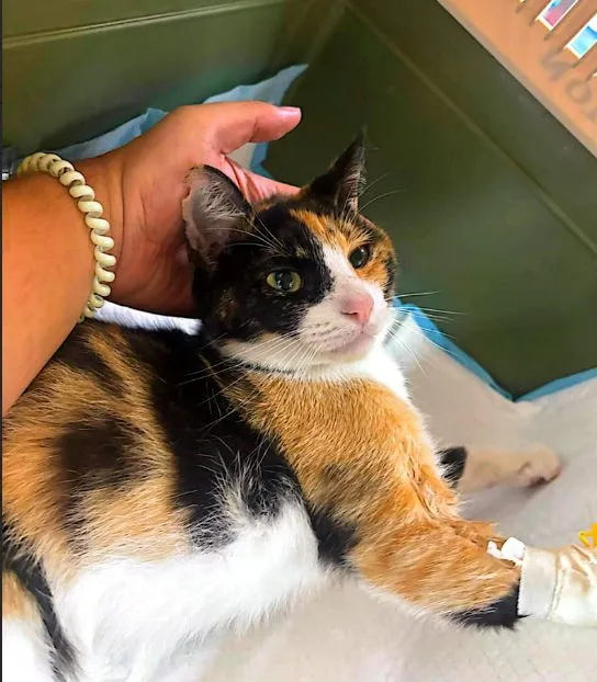 Rosalia, gato · hembra · 3 años aprox. · tamaño mediano