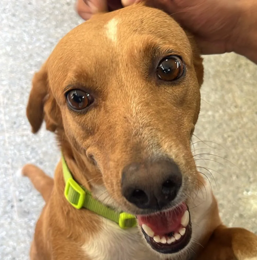 Betty, perro · hembra · 5 años aprox. · tamaño mediano