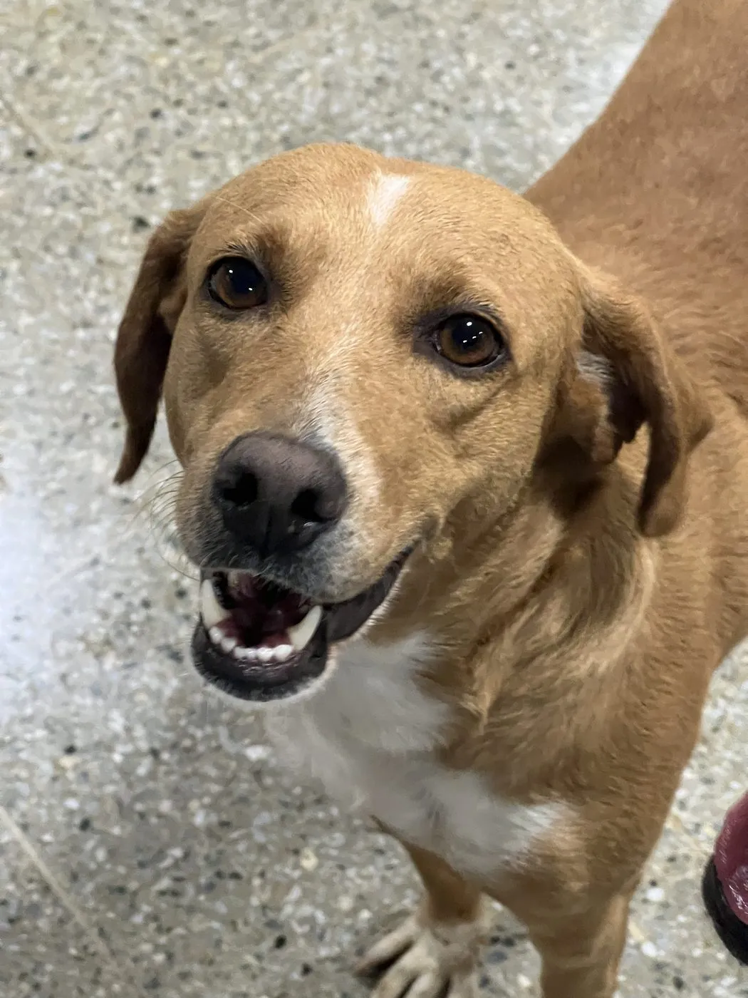 Betty, perro · hembra · 5 años aprox. · tamaño mediano