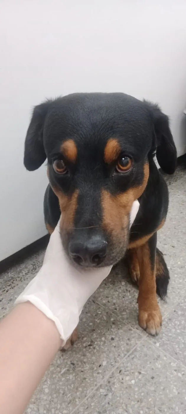 Nicolás, perro · macho · 3 años aprox. · tamaño mediano