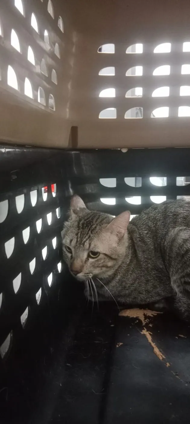 Roli, gato · macho · adulto · tamaño mediano