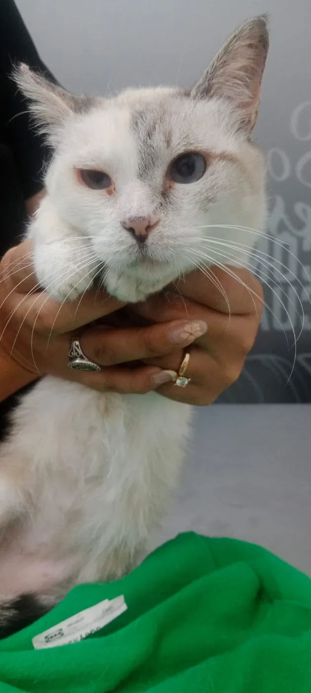 Mirringa, gato · hembra · adulto · tamaño mediano