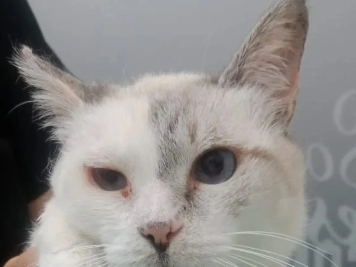 Mirringa, gato · hembra · adulto · tamaño mediano